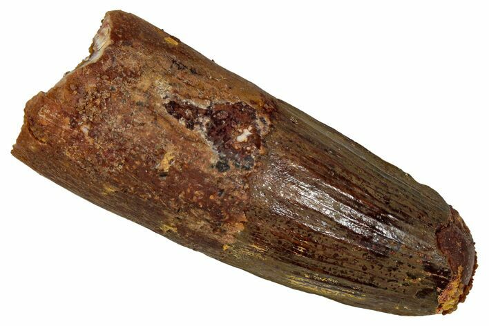 Fossil Spinosaurus Tooth - Feeding Worn Tip #344624